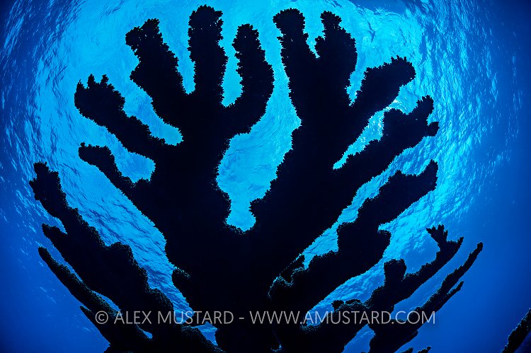 Staghorn Coral Silhouette. Cayman Islands