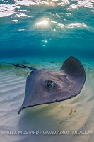 Southern Stingray. Cayman Islands
