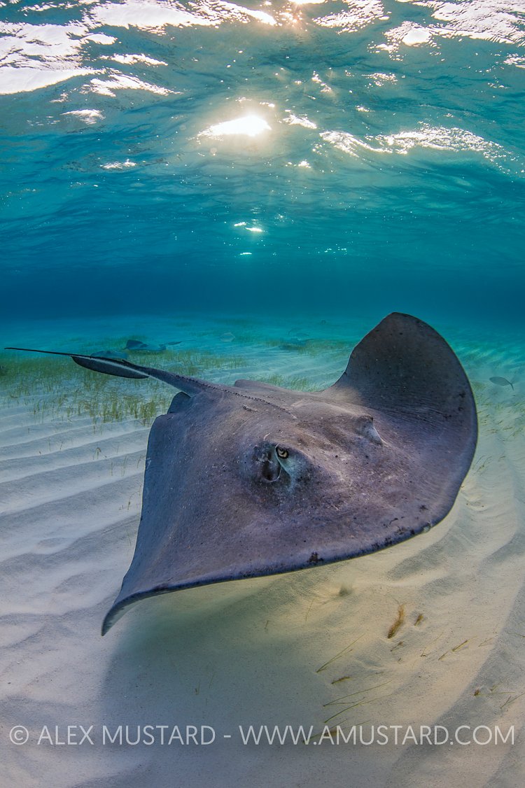 Southern Stingray. Cayman Islands