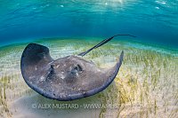 Stingray Over Seagrass. Cayman Islands