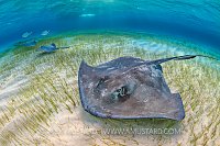 Stingray Scene. Cayman Islands.