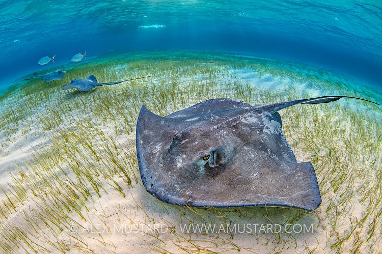Stingray Scene. Cayman Islands.