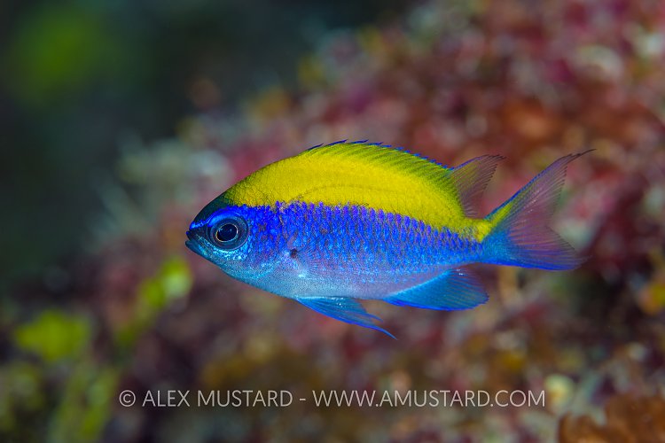 Deepwater Sunshine. Cayman Islands