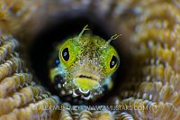 Secretary Blenny. Cayman Islands