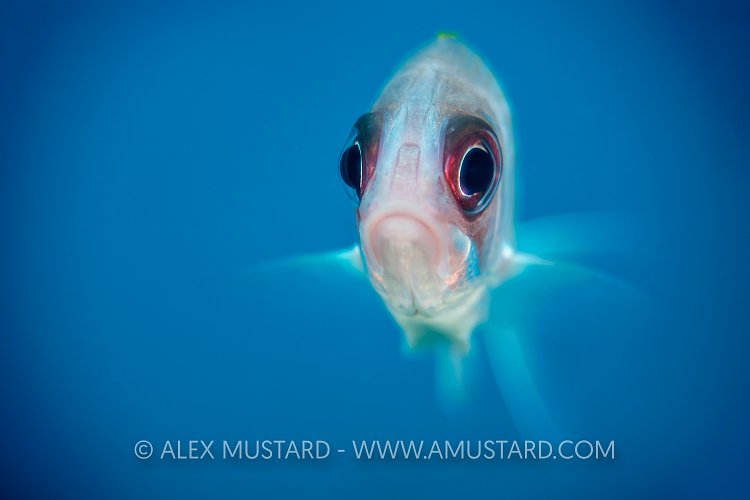 Squirrel Bokeh. Cayman Islands