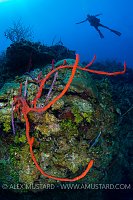 Wall Diver. Cayman Islands