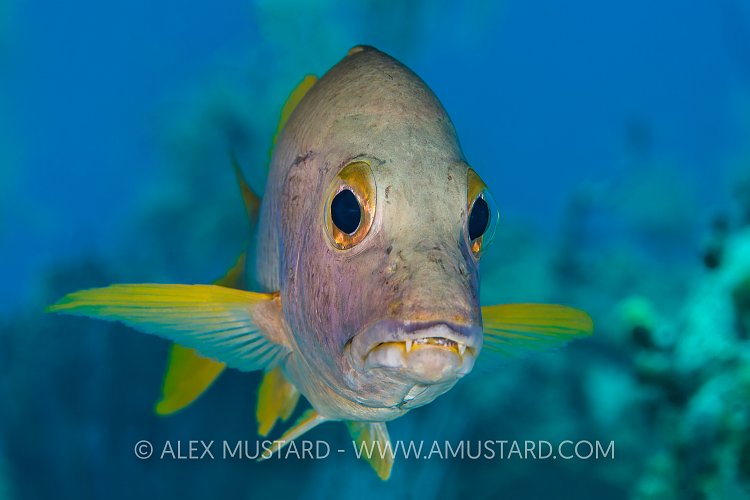 Schoolmaster Portrait. Cayman Islands
