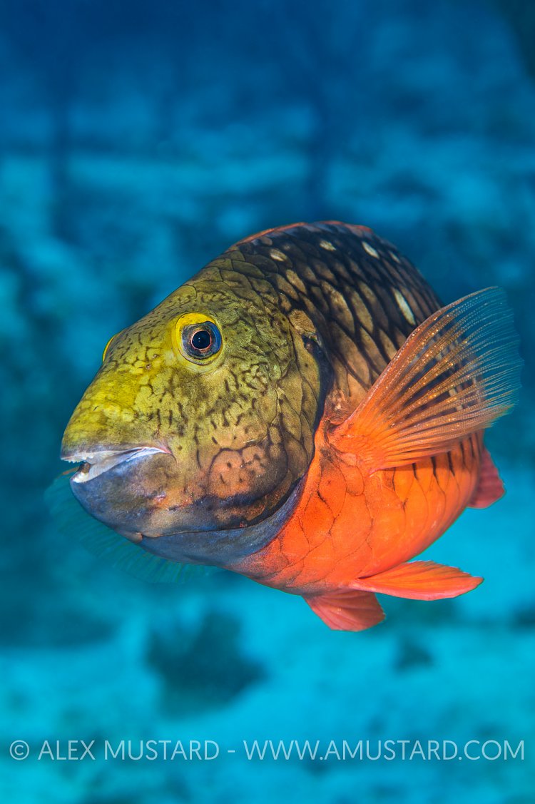 Stoplight Parrotfish. Cayman Islands