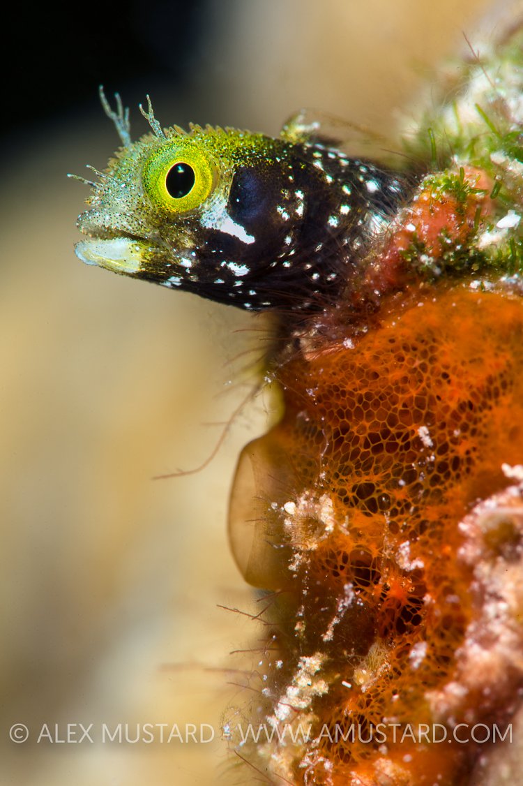 Secretary Blenny. Cayman Islands.