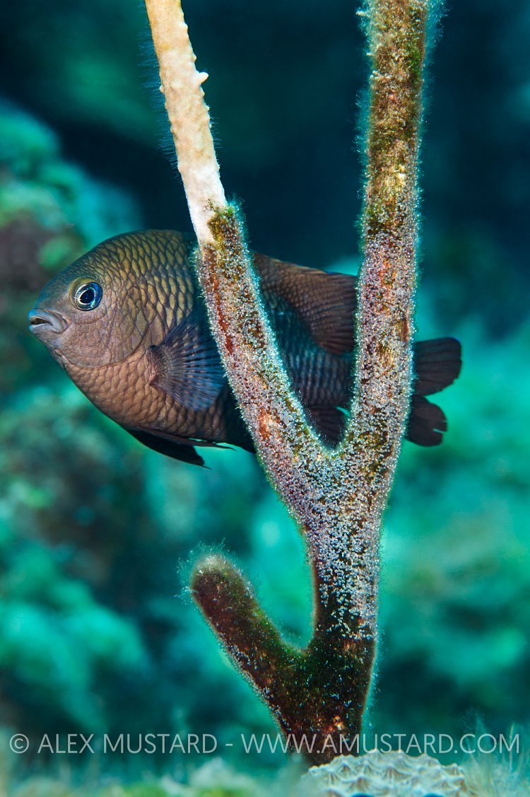 Damsel Guards Eggs. Cayman Islands