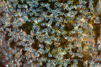 Damselfish Eggs. Cayman Islands