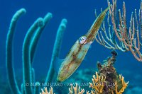 Reef Squid. Cayman Islands