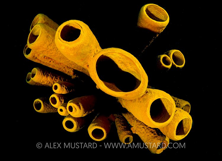 Yellow On Black. Cayman Islands