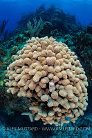 Finger Coral. Cayman Islands