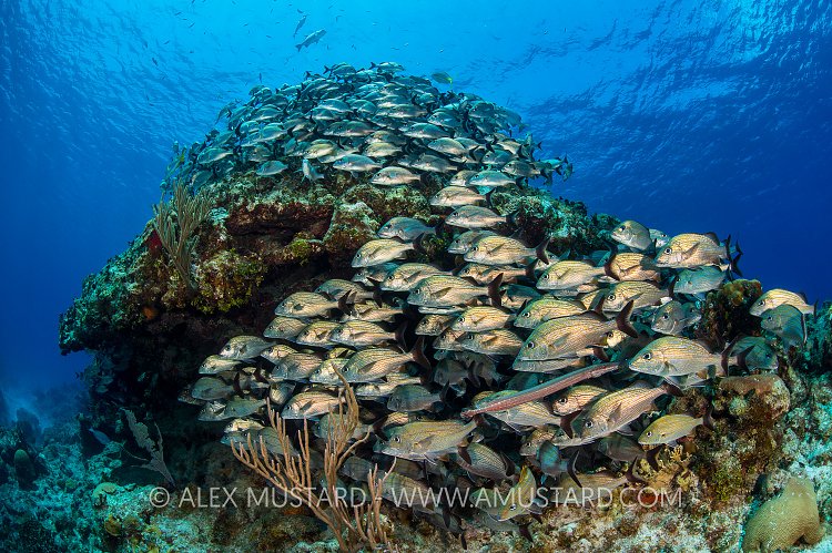 Fishy Reef. Cayman Islands