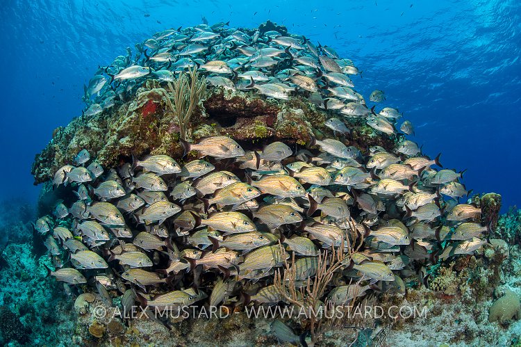 Caesar Grunts. Cayman Islands