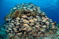 Caesar Grunts. Cayman Islands