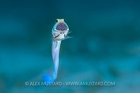 Jawfish With Eggs. Cayman Islands