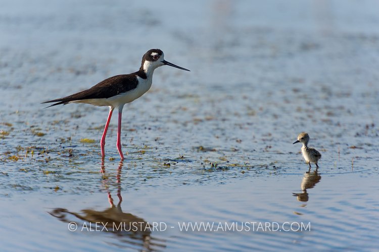 Stilt Parent & Chick. Cayman Islands