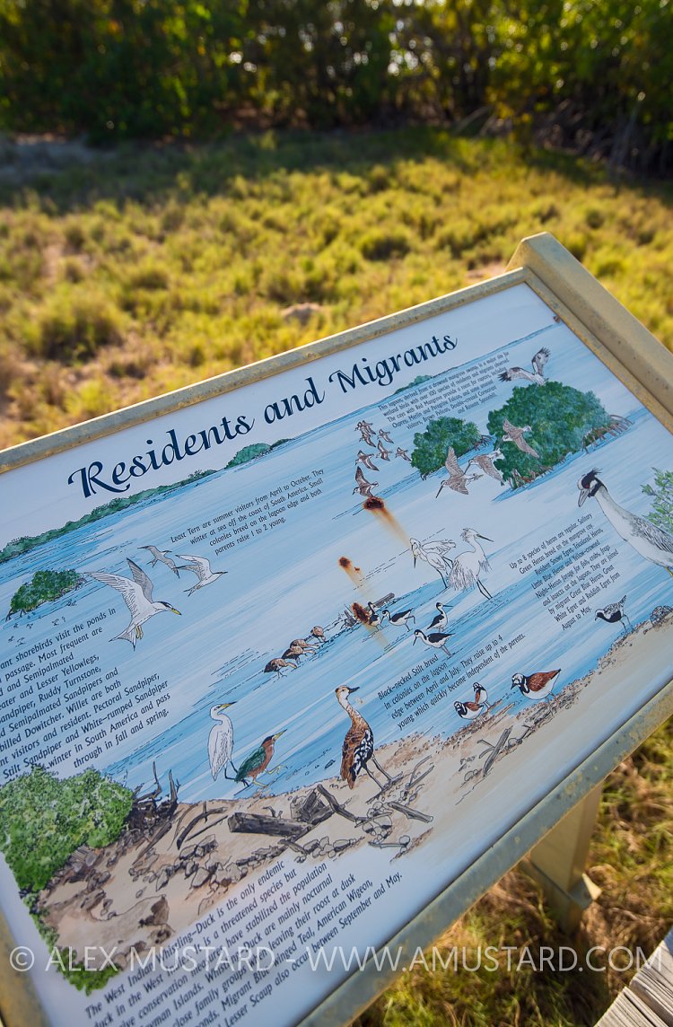 Bird Watching Sign. Cayman Islands