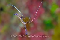 Cleaner Shrimp. Cayman Islands