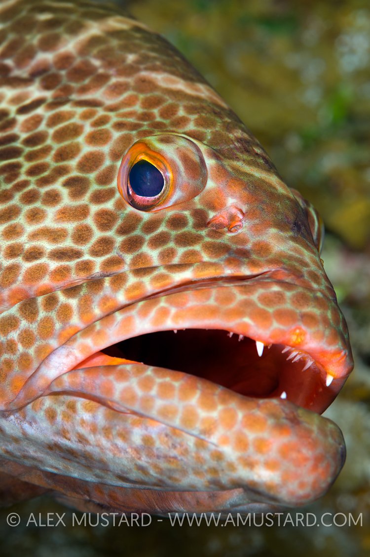 Tiger Grouper. Cayman Islands