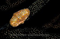 Black Flamingo. Cayman Islands