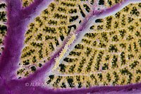 Nudibranchs Feeding On Fan. Cayman Islands