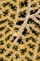 Nudibranch On Fan. Cayman Islands