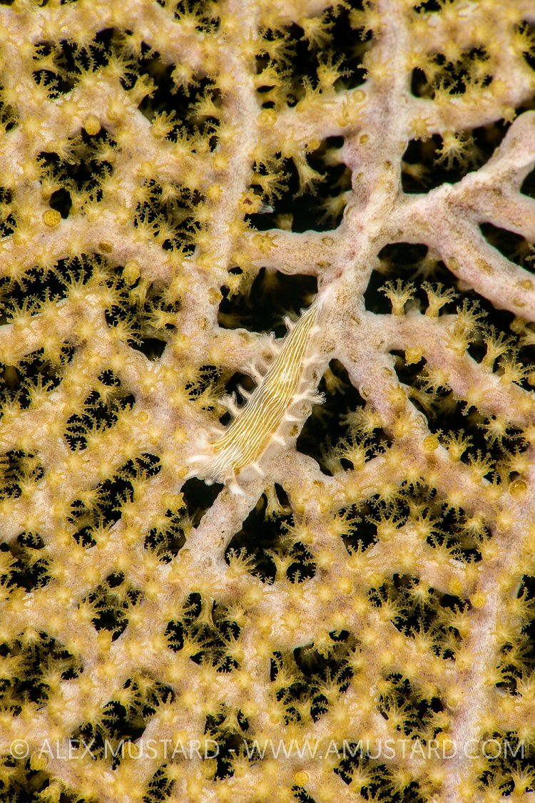 Nudibranch On Fan. Cayman Islands