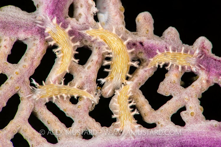 Nudibranchs On Fan. Cayman Islands