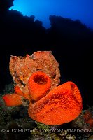 Sponges On Wall. Cayman Islands