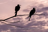 Roosting Frigates. Cayman Islands.