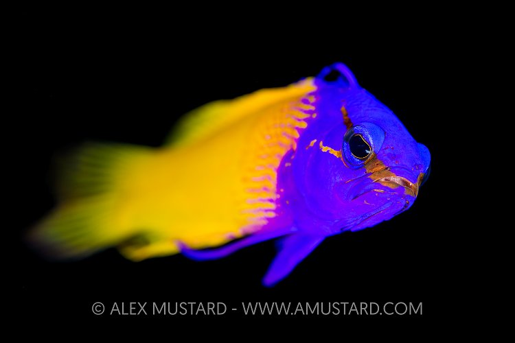 Fairy Basslet. Cayman Islands