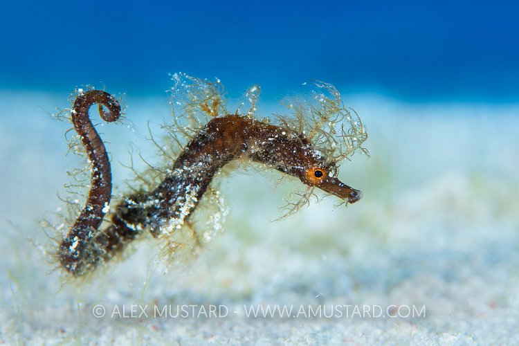 Pipehorse. Cayman Islands