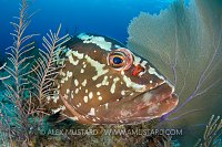 Nassau Grouper Portrait. Cayman Islands.