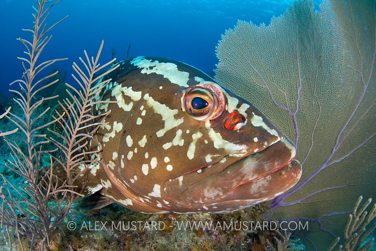 Nassau Grouper Portrait. Cayman Islands.