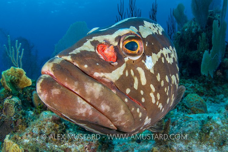 Grouper Face. Cayman Islands