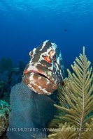 Nassau Grouper Portrait. Cayman Islands.