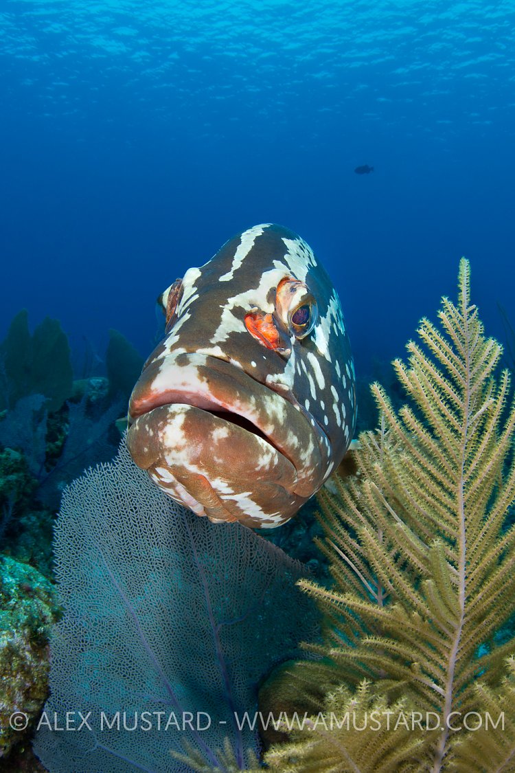 Nassau Grouper Portrait. Cayman Islands.