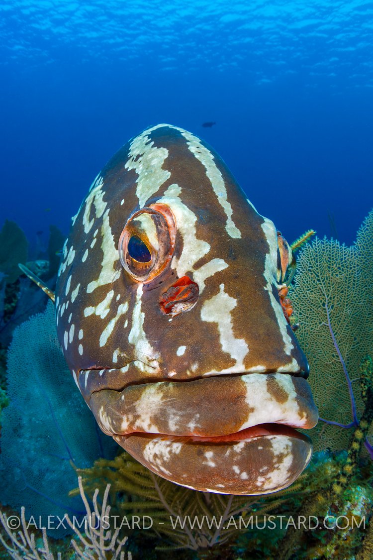 Nassau Portrait. Cayman Islands.