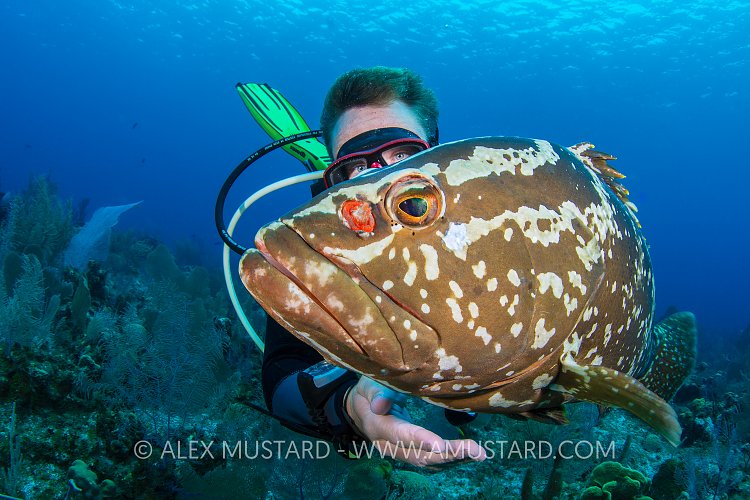 Diver Meets Grouper. Cayman Islands