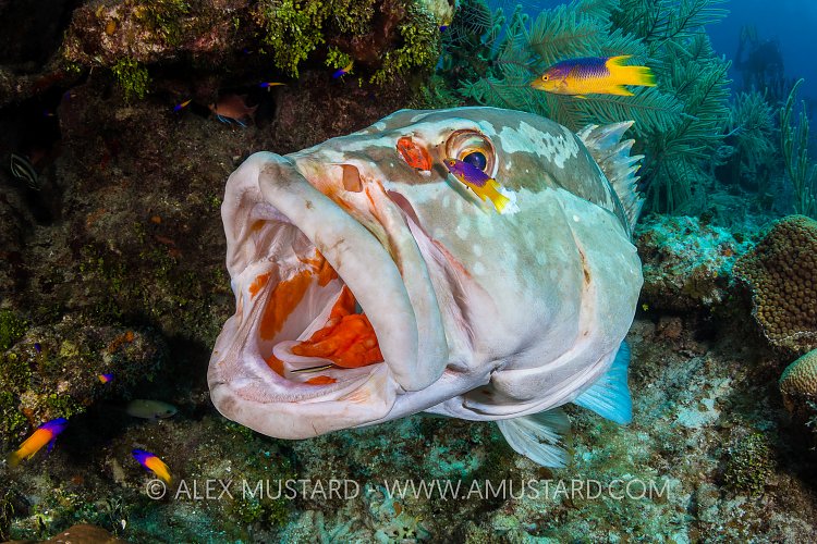 Grouper At Cleaning Station. Cayman Islands