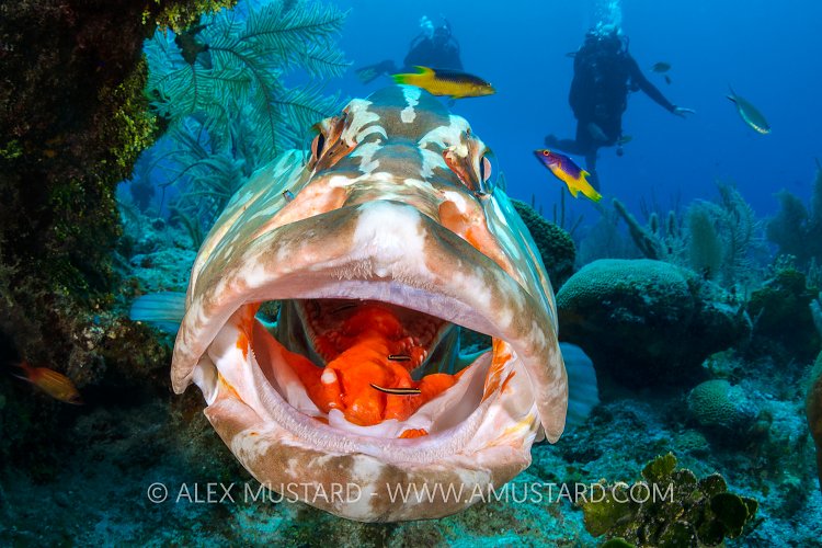 Grouper At Cleaning Station. Cayman Islands