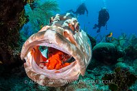 Grouper At Cleaning Station. Cayman Islands