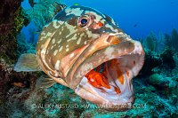 Cleaning Station. Cayman Islands