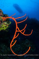 Reef Scene. Cayman Islands.