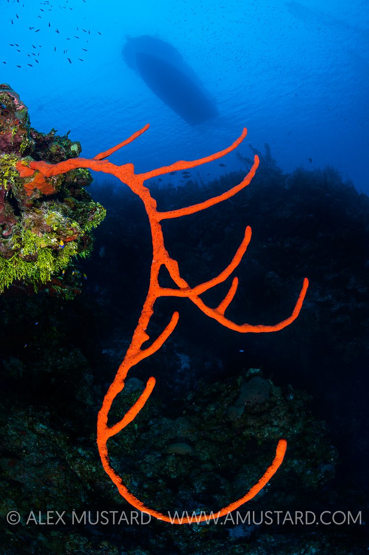 Reef Scene. Cayman Islands.