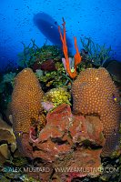 Reef Scene With Dive Boat. Cayman Islands.