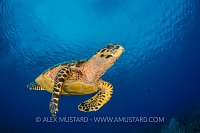 Hawksbill Cruising. Cayman Islands
